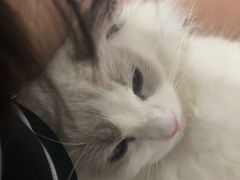 -喵的天空名猫咖啡馆·撸猫·猫舍·用品