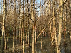 -桤木河湿地公园