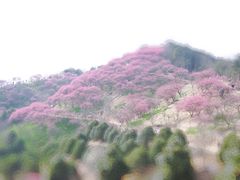 -新建村梅花