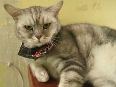 -猫色咖啡·猫咖