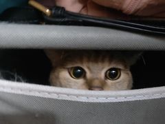 -佳雯宠物医院·皮肤科·内外科(春晓路分院)