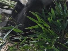 -泉州海丝野生动物世界