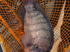 -东森家宴·惠州客家菜