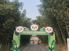 -都江堰中华大熊猫苑