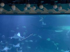 -烟台海昌鲸鲨海洋公园