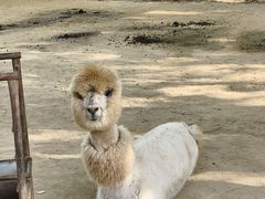 -鄂尔多斯野生动物园