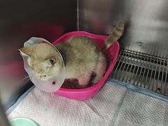 -佳怡动物医院·平价24小时·猫专科骨外科