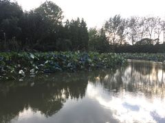 -溱湖国家湿地公园