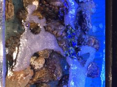 -阿伟海鲜楼·福建菜(延寿店)