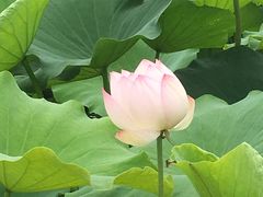 景点-荷花荡