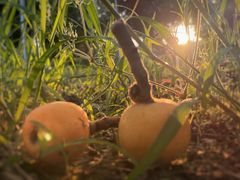 -东山风景区(洞庭东山)