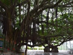 -大嶝英雄三岛战地观光园