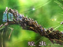 -上海昆虫博物馆