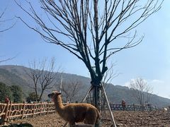 -无锡动物园·太湖欢乐园