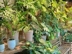 -自由生长植物工作室(深港花卉中心店)