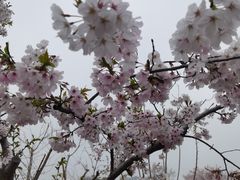 -南汇桃花村