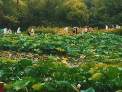 -西溪国家湿地公园