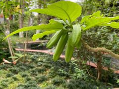 -广州神农草堂中医药博物馆