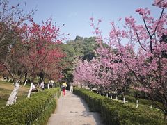 -南山植物园