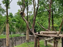 -都江堰中华大熊猫苑