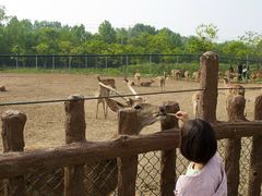 -日照海滨国家森林公园