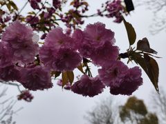 -顾村公园