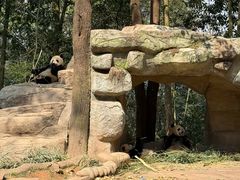 -中国大熊猫保护研究中心雅安碧峰峡基地
