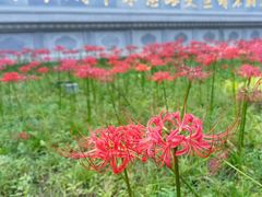 -西安大兴善寺
