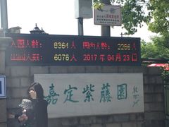 -嘉定紫藤园