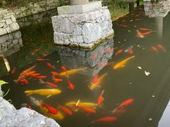 -大唐贡茶院