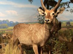 -陕西自然博物馆