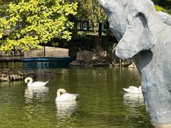 -深圳野生动物园