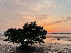 -宝安西湾红树林湿地公园