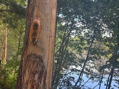 -汤旺河林海奇石景区