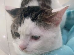 -佳雯宠物医院(金华南路分院)