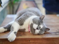 -猫小院猫主题咖啡厅(北锣店)