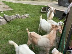 -洪湖家庭农场·团建·露营·会议