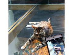 -猫的天空之城概念书店(杭州南宋御街店)