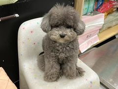 -Oh My Dog宠物沙龙(伊珊娜皮毛护理店)