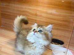 -猫十亿·布偶金渐层·曼基康矮脚猫舍(青年路店)
