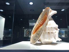 -贝壳王国博物馆