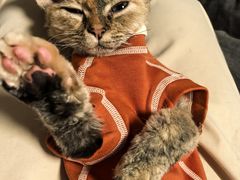 -猫大福·Fortune Cat猫舍(百子湾店)