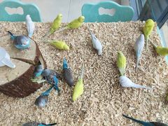 -怪兽屋·羊驼·猫咖·狗咖(俊华广场店)