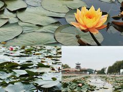 -荷花大观园