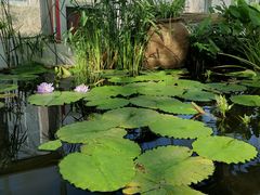 -国家植物园南园