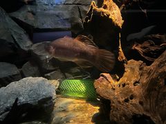 -上海海洋水族馆