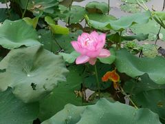 -南宁良凤江国家森林公园