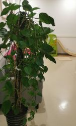 -美丽妈妈产后恢复中心(南桥旗舰店)