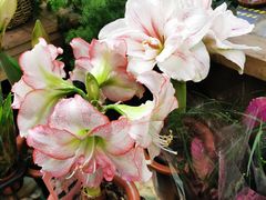 -双季花艺园艺市场(浦东店)