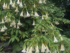 -成都市活水公园